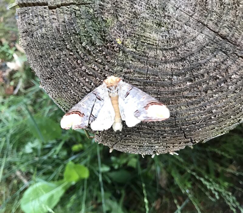 Buff-tip moth. Photograph supplied by Mary O'Brien