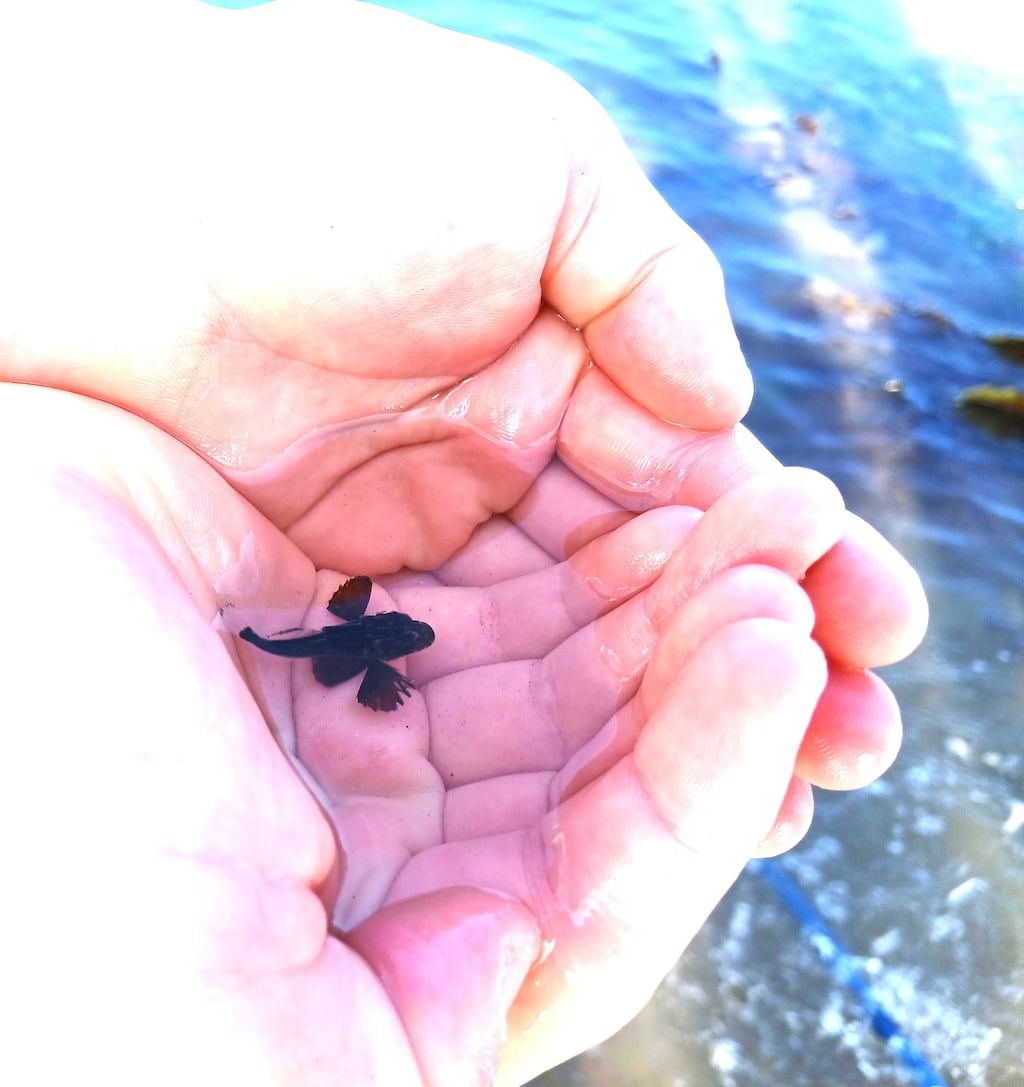 There are several species of small fish that inhabit rock pools and this is one of them – a baby rock goby