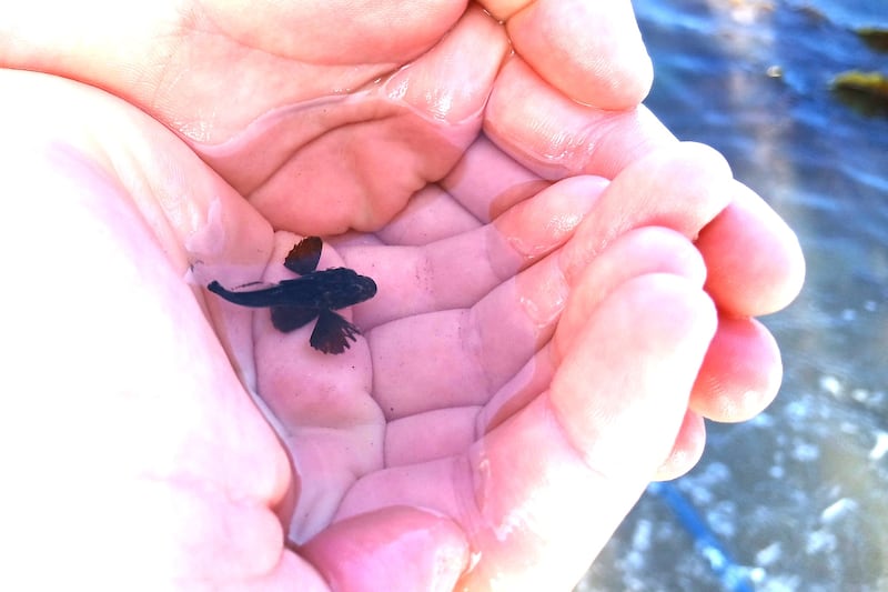 Did children catch a baby shark on the beach in Skerries?