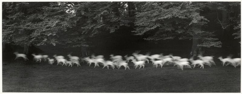 Paul Caponigro’s White Deer, County Wicklow, Ireland, 1967. Gelatin silver print. Bank of America Collection © Paul Caponigro, 2019