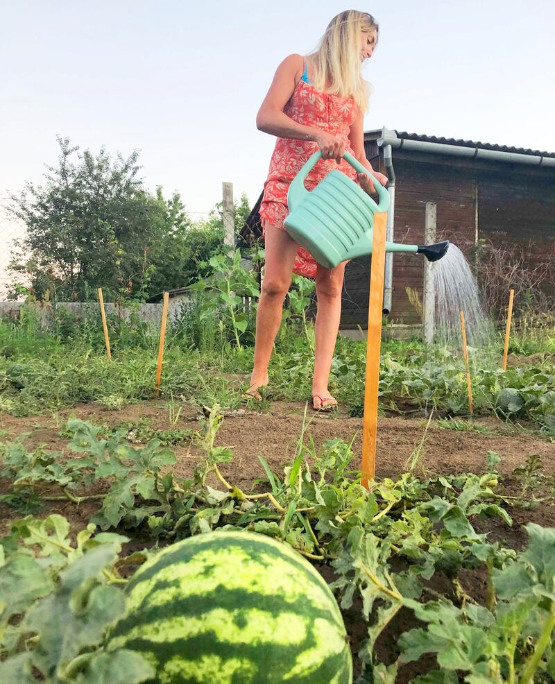 It’s normal to see gardens bursting with colourful veggies and fruit, and neighbours sharing their surplus
