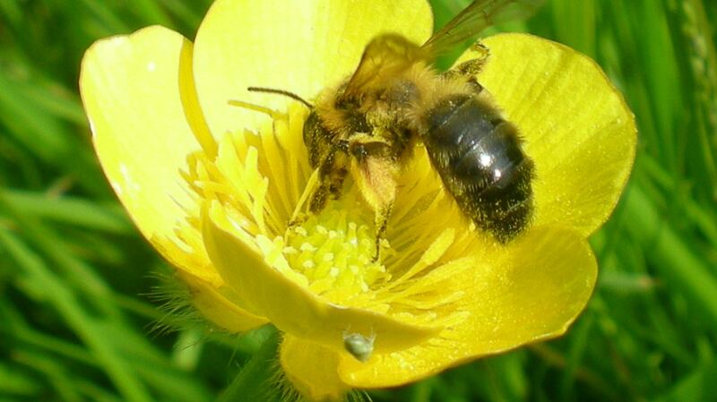 The bee brushes up against the pollen as they drink nectar from flowers