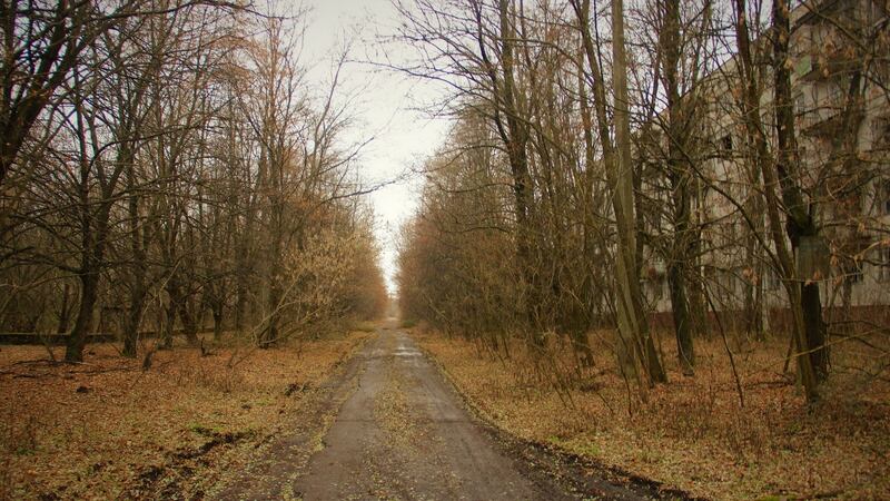 Forested areas of the Chernobyl exclusion zone have dramatically increased in the decades since the disaster unfolded. These trees have taken over a street in Pripyat. Photograph: Stephen Starr