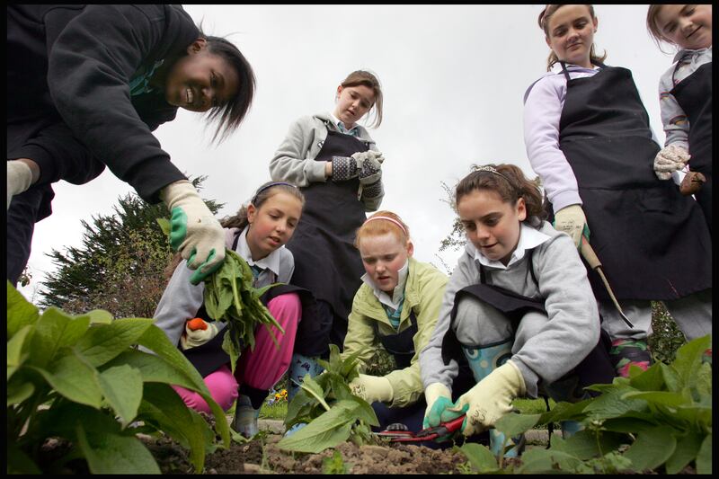 Organic gardening in Coláiste Bríde in Clondalkin, as students cut comfrey for fertiliser