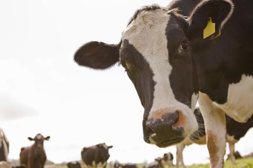 Scientists accuse Ireland of ‘accounting trick’ to justify livestock emissions