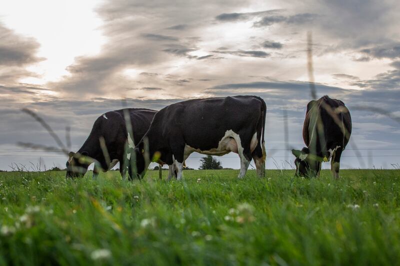 Dairy herd in pasture in Co Cork