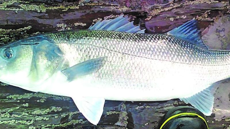 Irish seabass. Catch and release for 2018.