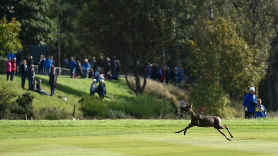 A deer runs across the 15th fairway during the 40th Ryder Cup at Gleneagles. Photograph: Toby Melville/Reuters