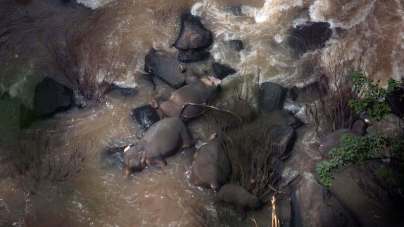 Some of the elephants that died in Haew Narok Waterfall in Khao Yai National Park, Prachin Buri Province, Thailand. Photograph:  Department of National Parks, Wildlife and Plant Conservation/EPA