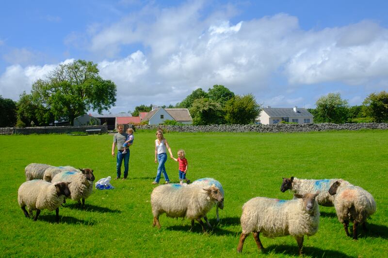 Tending to the sheep on Houndswood Farm. Photograph: Pedro Souza