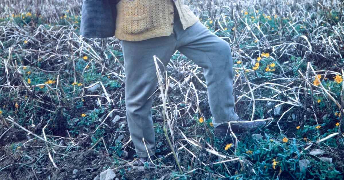 Patrick Kavanagh and the beat poets: ‘I’ve always seen him as a punk’