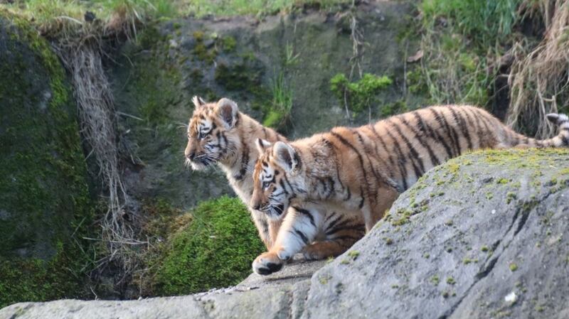 The cubs are said to be playful and energetic. Photograph: Aisleen Greene, Dublin Zoo