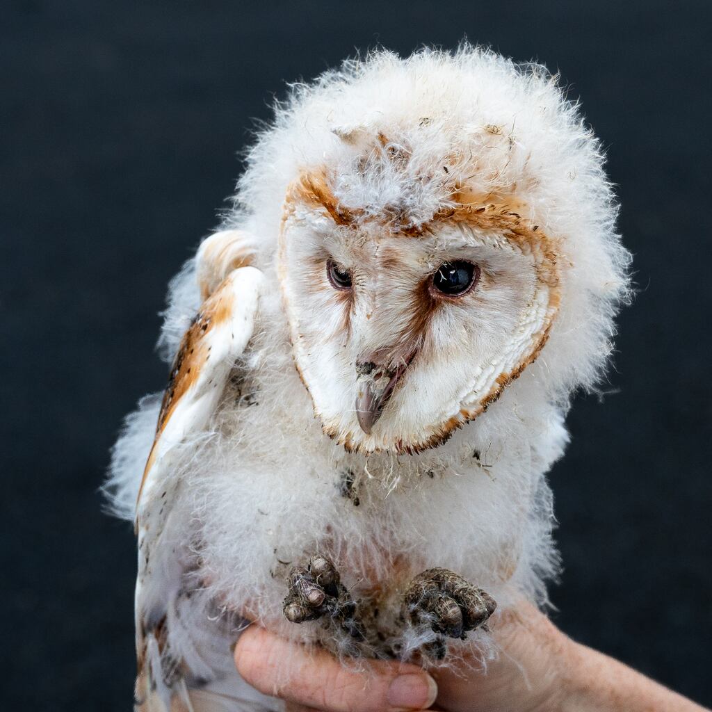 Barn owl chick. Photograph: Larry Kenny