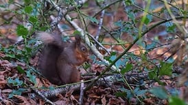 What’s making you happy? Squirrels, table cloths and ... a car crash