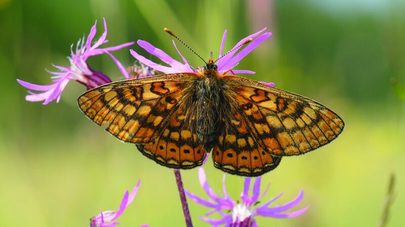 The marsh fritillary is classified by the National Biodiversity Data Centre as 'vulnerable' and at risk of extinction