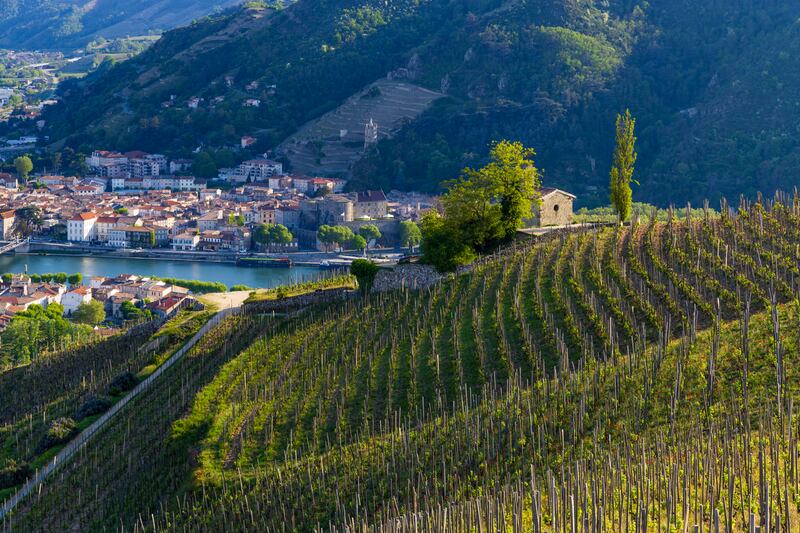A grand cru vineyard in Tain l'Hermitage. Photograph: iStock