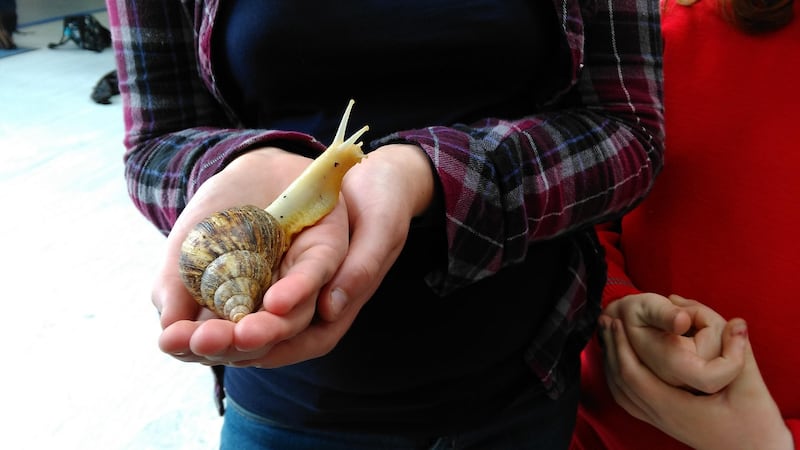 The DSPCA teams bring giant African land snails with them on school visits.