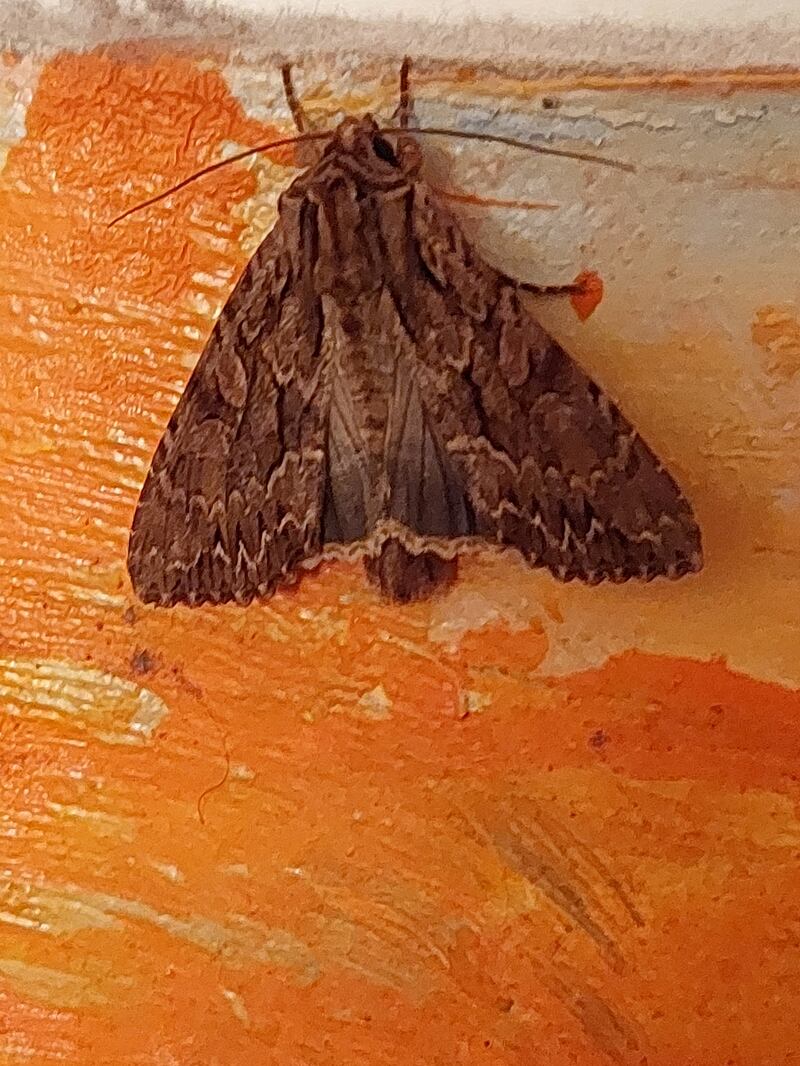 Night-flying moth called a dark arches