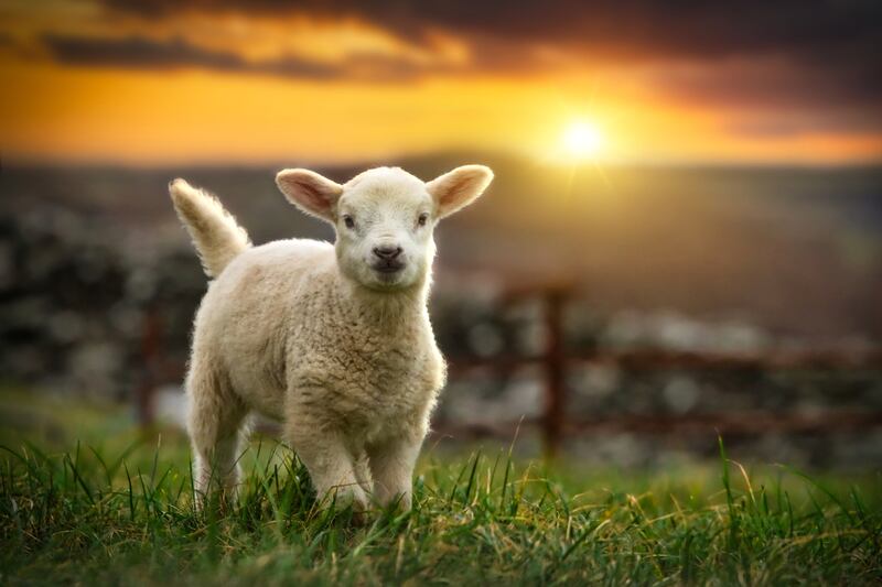 'The sheep were a way for me to gain a foothold in a search that had taken me across the world in recent years.' Photograph: Patryk Kosmider