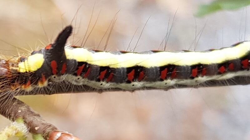 A caterpillar of the grey dagger moth photographed in Tipperary