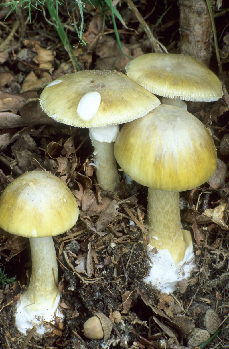 Death Cap mushrooms are a particularly deadly variety. Photograph: Alamy/PA