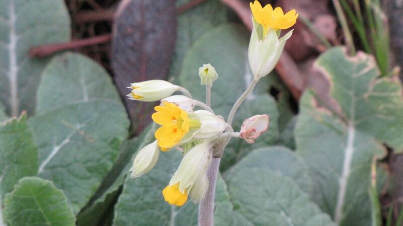 Weekend Review February 2016. Eye on Nature by Ethna Viney. At the beginning of January, I noticed a few lesser celandine and colt’s-foot in bloom at Red Rock, Sutton along with quite a few alexanders which had been flowering since before Christmas. However when walking at the old Baldoyle Racecourse I came across what I thought was a cowslip. My botany book suggested a false oxlip. [photo enclosed] Frank Smyth, Sutton, Dublin 13  Yes, it is a false oxlip which is a naturally occurring hybrid between cowslip and primrose.   The  false oxlips Frank Smyth of  Sutton, Dublin 13, found at the old Baldoyle Racecourse