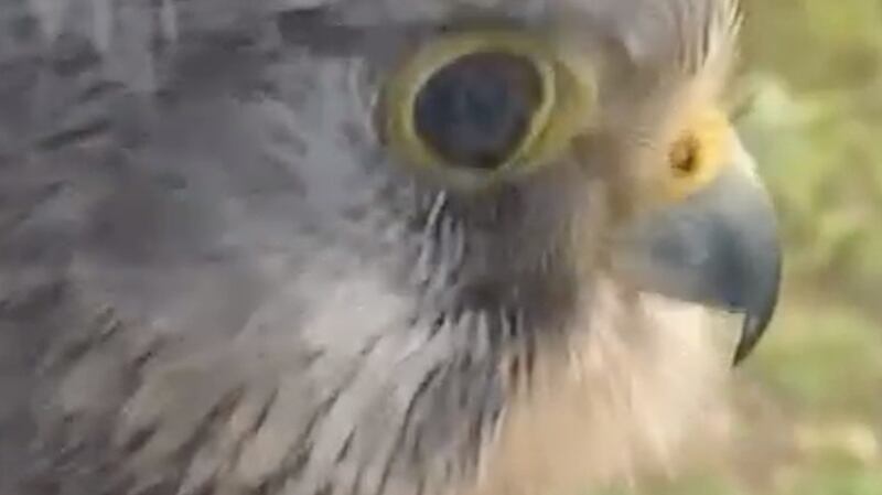 Is this a kestrel?
