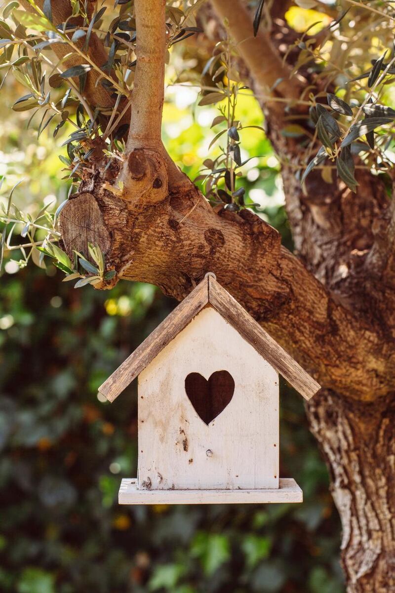 For ‘normal’ boxes with a small hole, you can expect blue tits and great tits. “Blackbirds and robins prefer boxes with open sides.