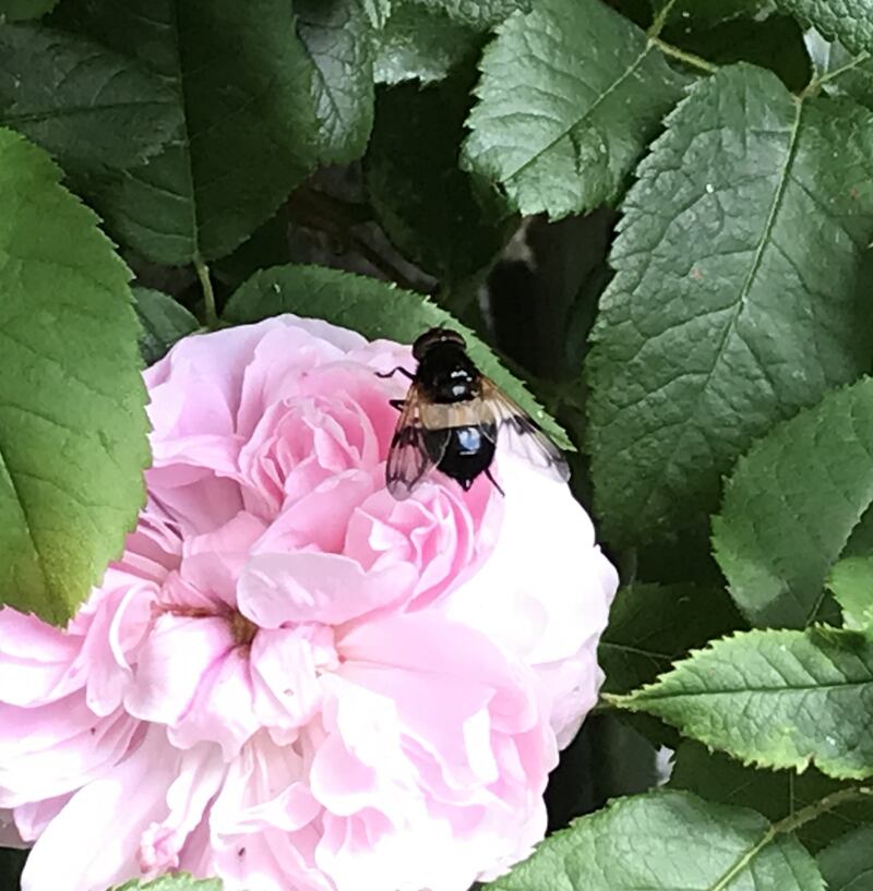 Pied hoverfly