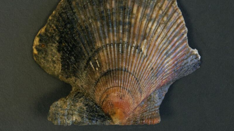 A well-preserved clam retrieved from glacial sediments near Loch Lomond. Photograph: Gordon Bromley.