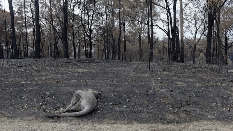 A dead kangaroo lies in front of trees scorched by wildfires in Sarsfield, East Gippsland, Australia. Photograph: Carla Gottgens/Bloomberg via Getty Images