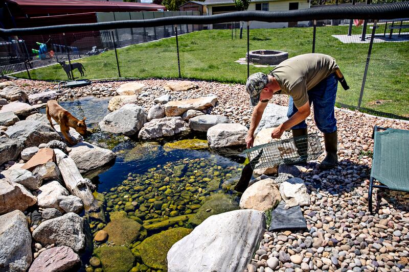 Joseph Carte puts Crockett the mink in his training pond to cool off. Photograph: Kim Raff/The New York Times