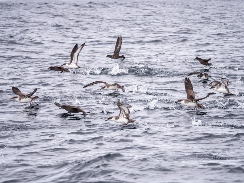 Large numbers of great and sooty shearwaters in west Cork in November are unusual, according to a wildlife expert