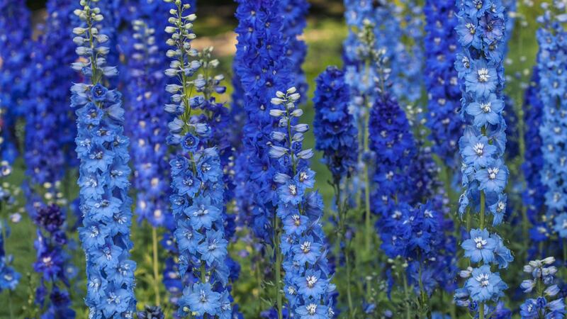 A complete absence of light  is necessary for delphiniums to trigger germination. Photograph: iStock