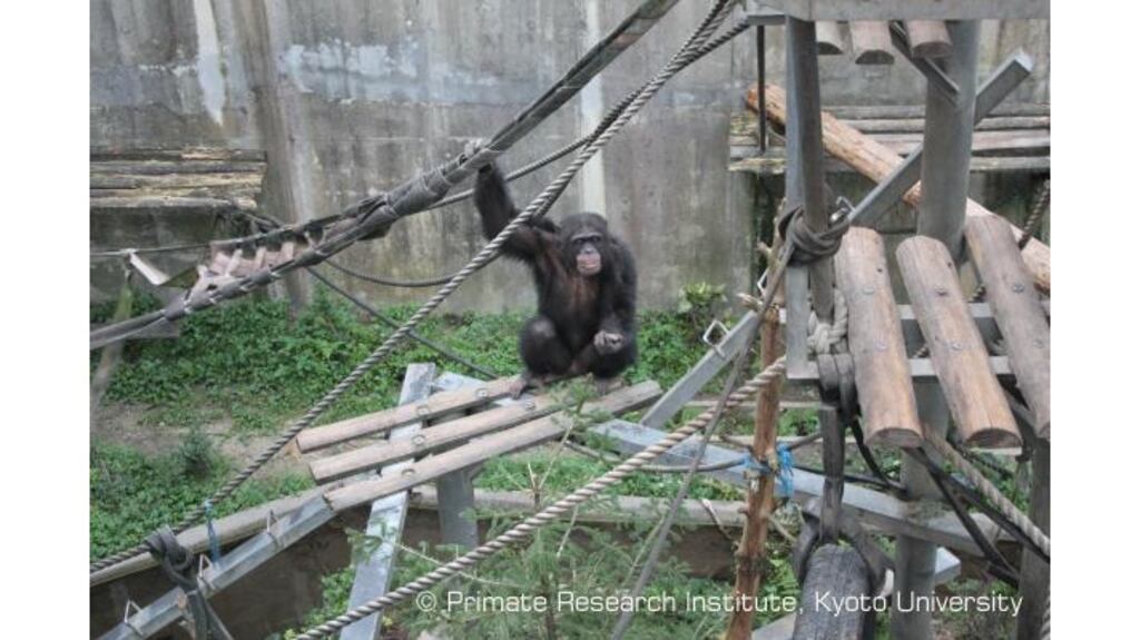 Ayumu the chimpanzee in his enclosure in Kyoto. Photograph: Primate Research Institute