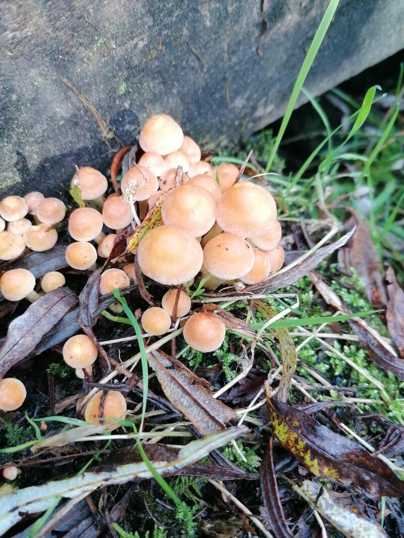 Sulphur tuft fungus.