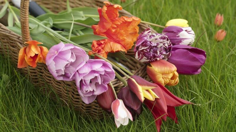 Tulips