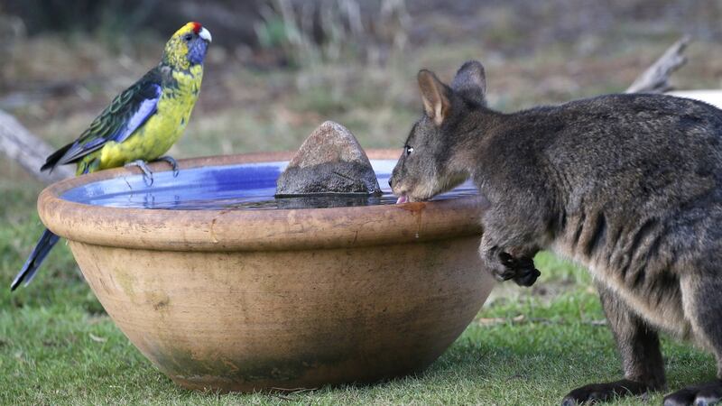 A green rosella and a wallaby, known as a Pademelon, eye off as they drink from a water bowl  in Kayena, in northern Tasmania.
