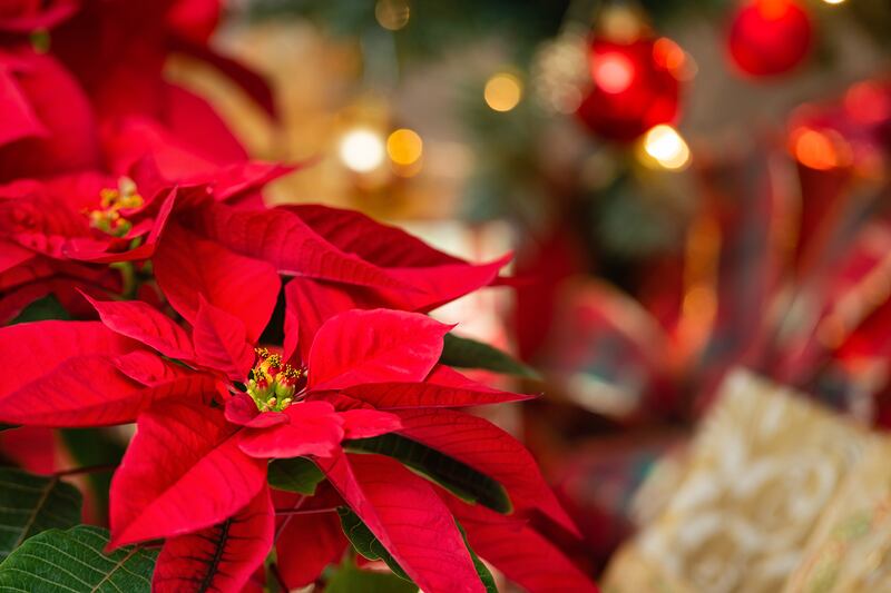 Poinsettias have fallen in price so some people feel the plants no longer possess the cachet of a luxury item