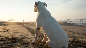 Over 10,500 unwanted dogs handed over to pounds