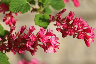Keep a careful eye on young seedlings and transplants, which need to be kept watered and protected from slugs and snails