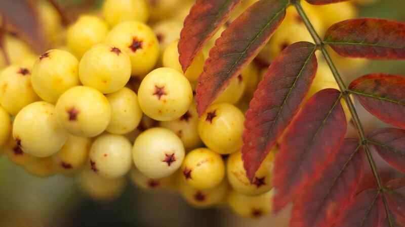 The ornamental berries of Sobus ‘Joseph Rock’ are one of the reasons why it’s a great choice for a small fron garden. Photograph:   Richard Johnston
