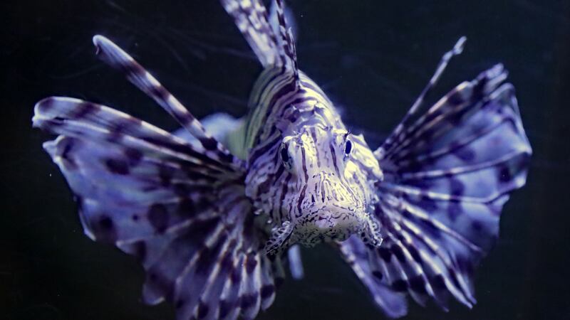 A red lion fish at the Sea Life Aquarium in Bray. Photograph: Niall Carson/PA