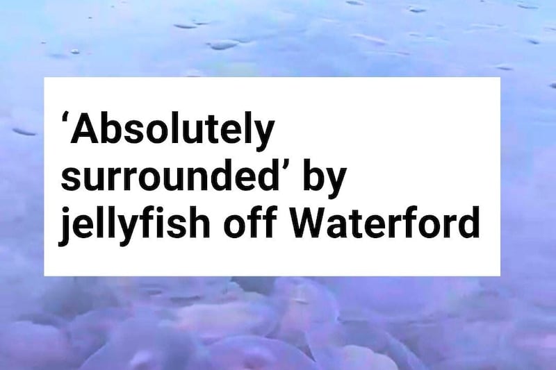 Hundreds of jellyfish surround kayakers off Waterford coast