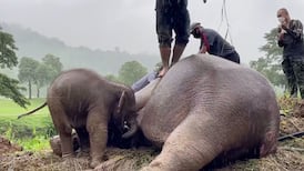 Rescuers perform CPR on stricken wild elephant in Thailand