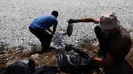 Greek tourist spot inundated with hundreds of thousands of dead fish