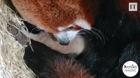 Celebration as rare red panda twins born in Dutch zoo