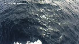 Sounds of whales, dolphins and porpoises captured off the Irish coast