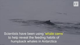 'Whale cams' bring scientists into the underwater world of humpback whales