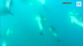 Huge school of dolphins caught on camera